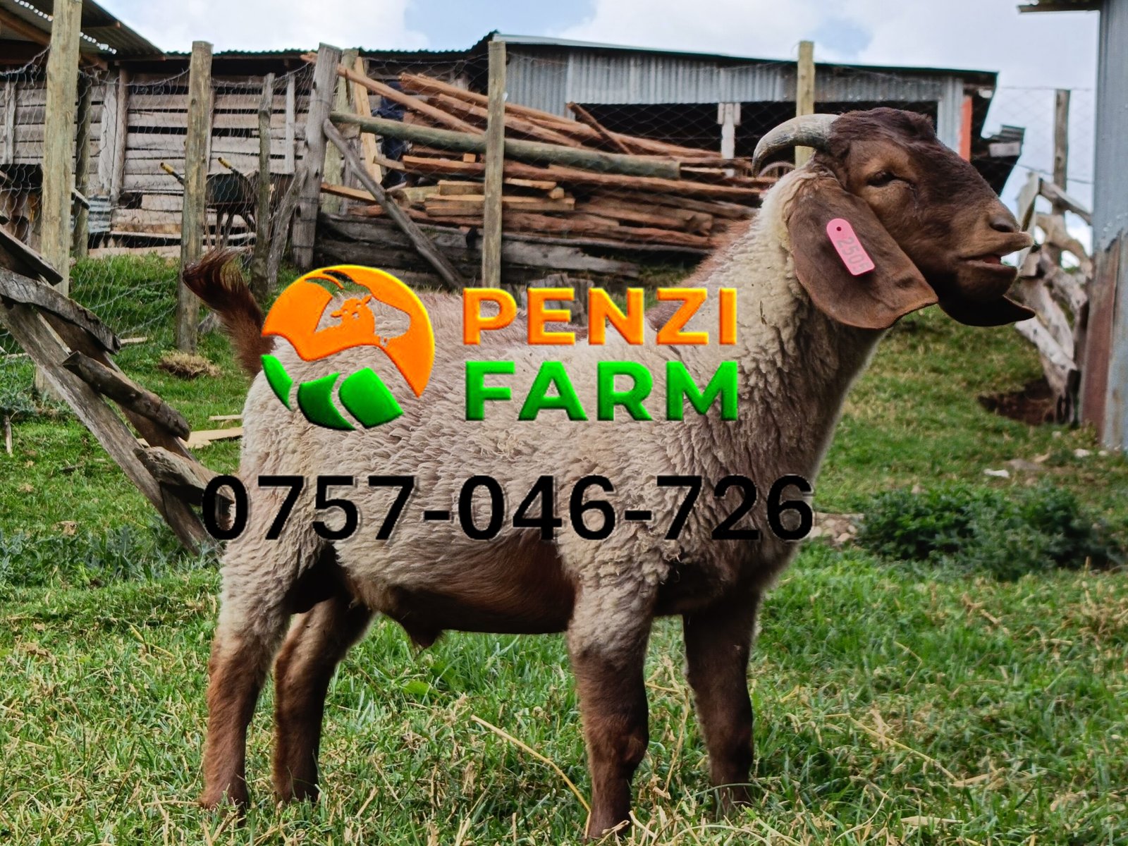 PENZIFK2505 - Image 5