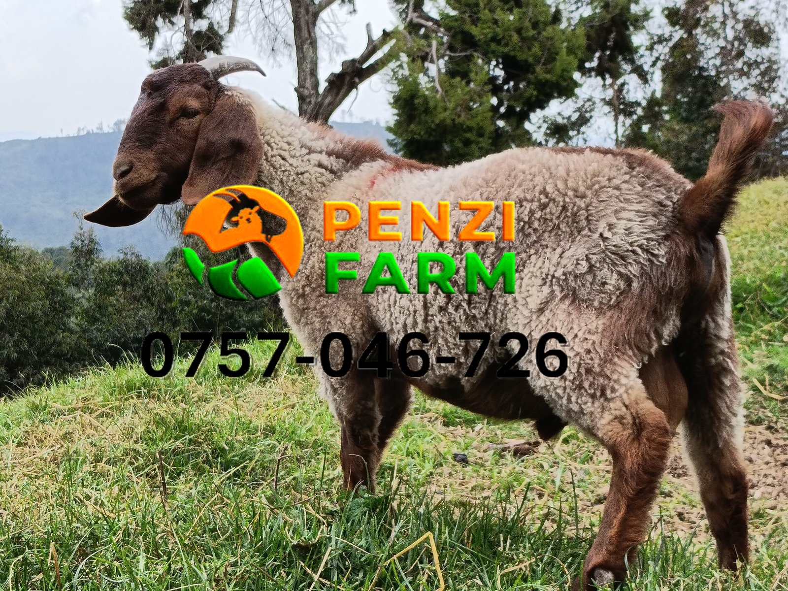 PENZIFK2505 - Image 6
