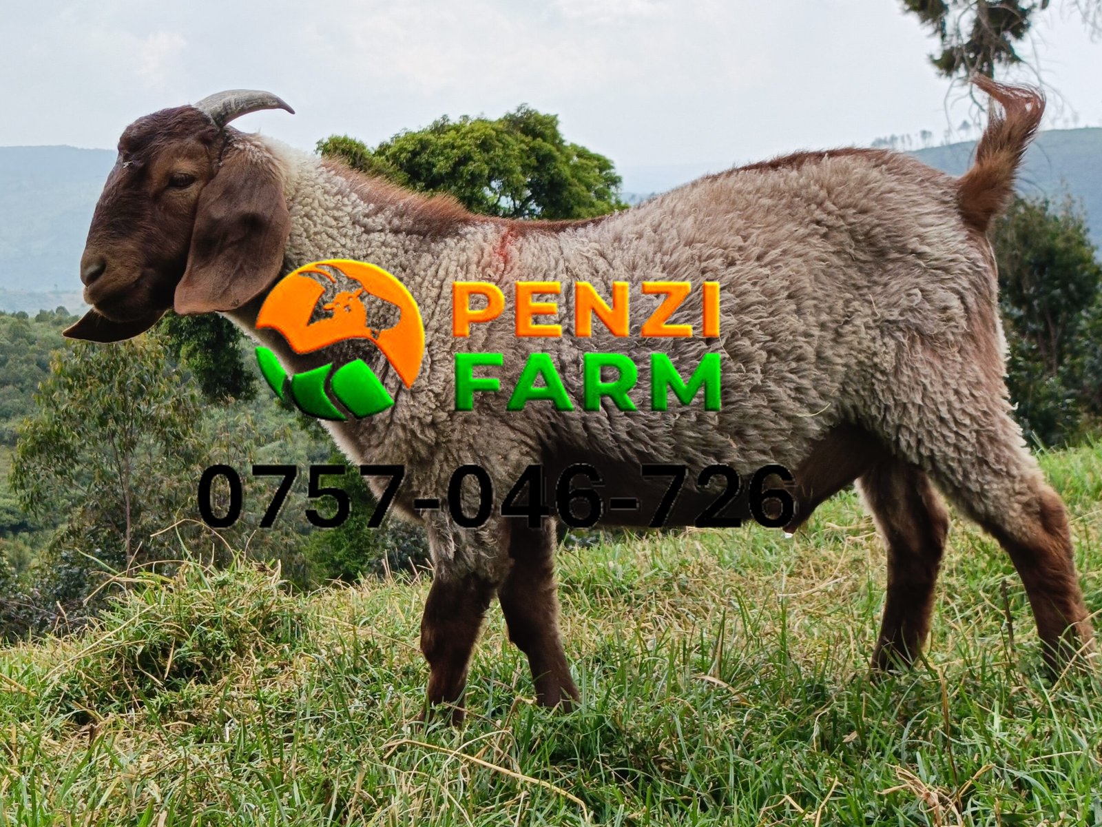 PENZIFK2505 - Image 7