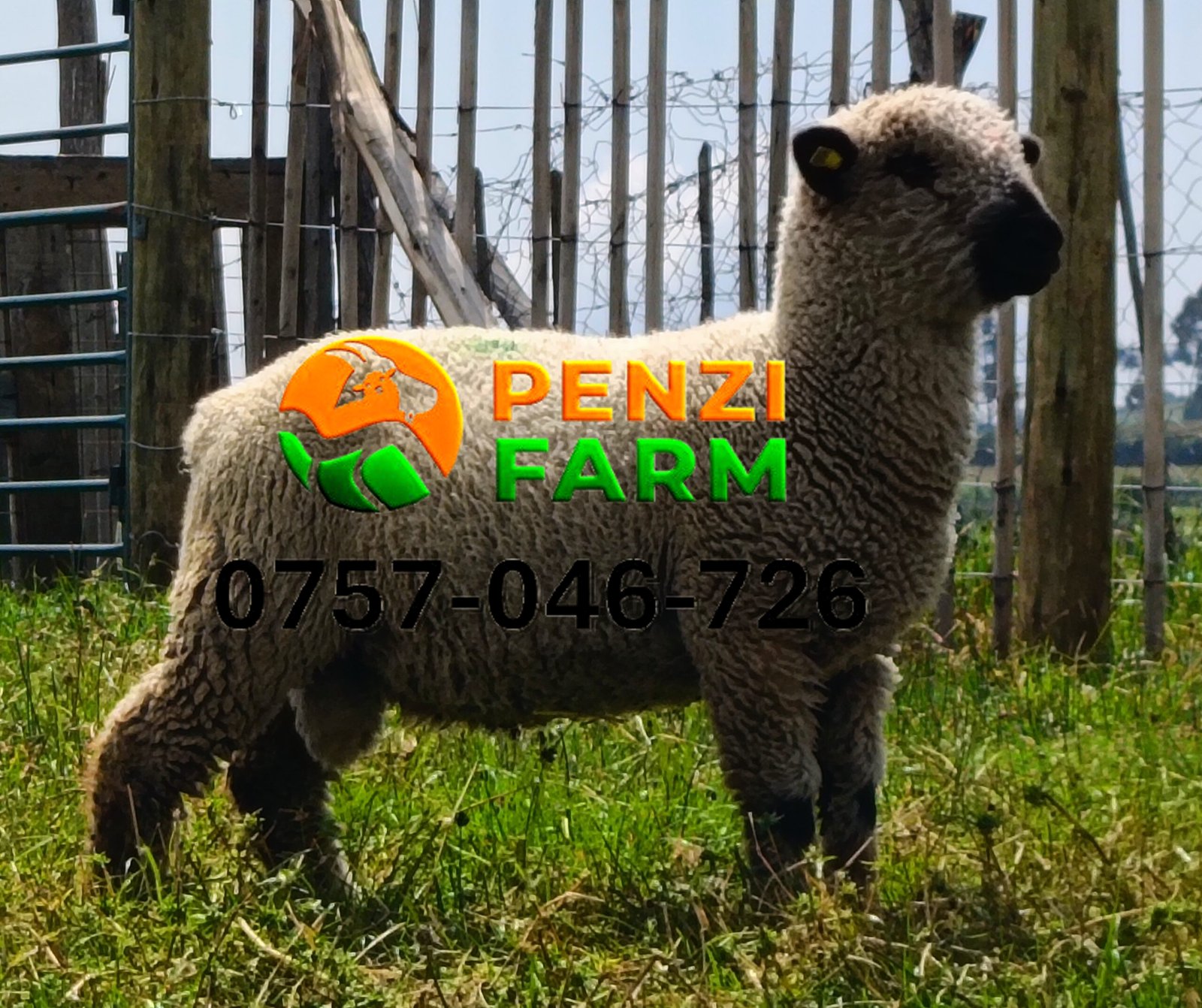 PENZIFH2620