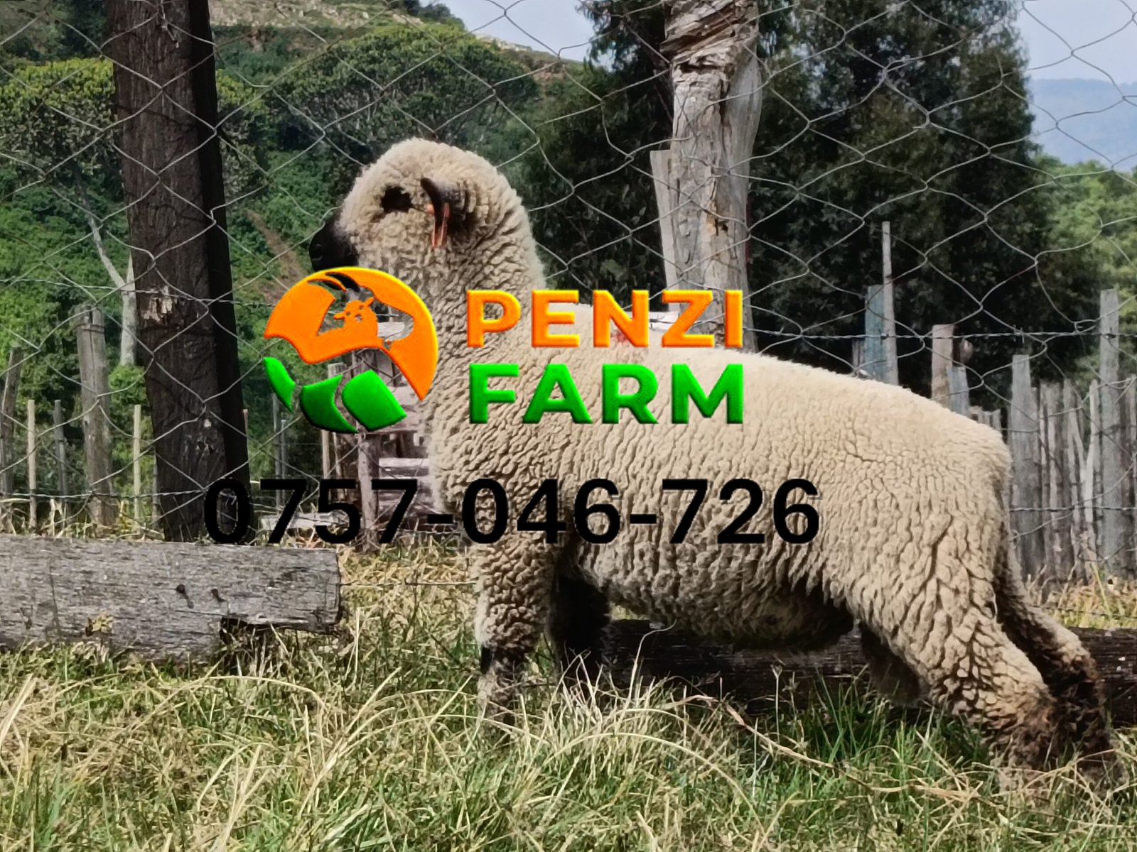 PENZIFH2620 - Image 5