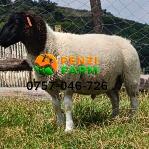 PENZIFD2607