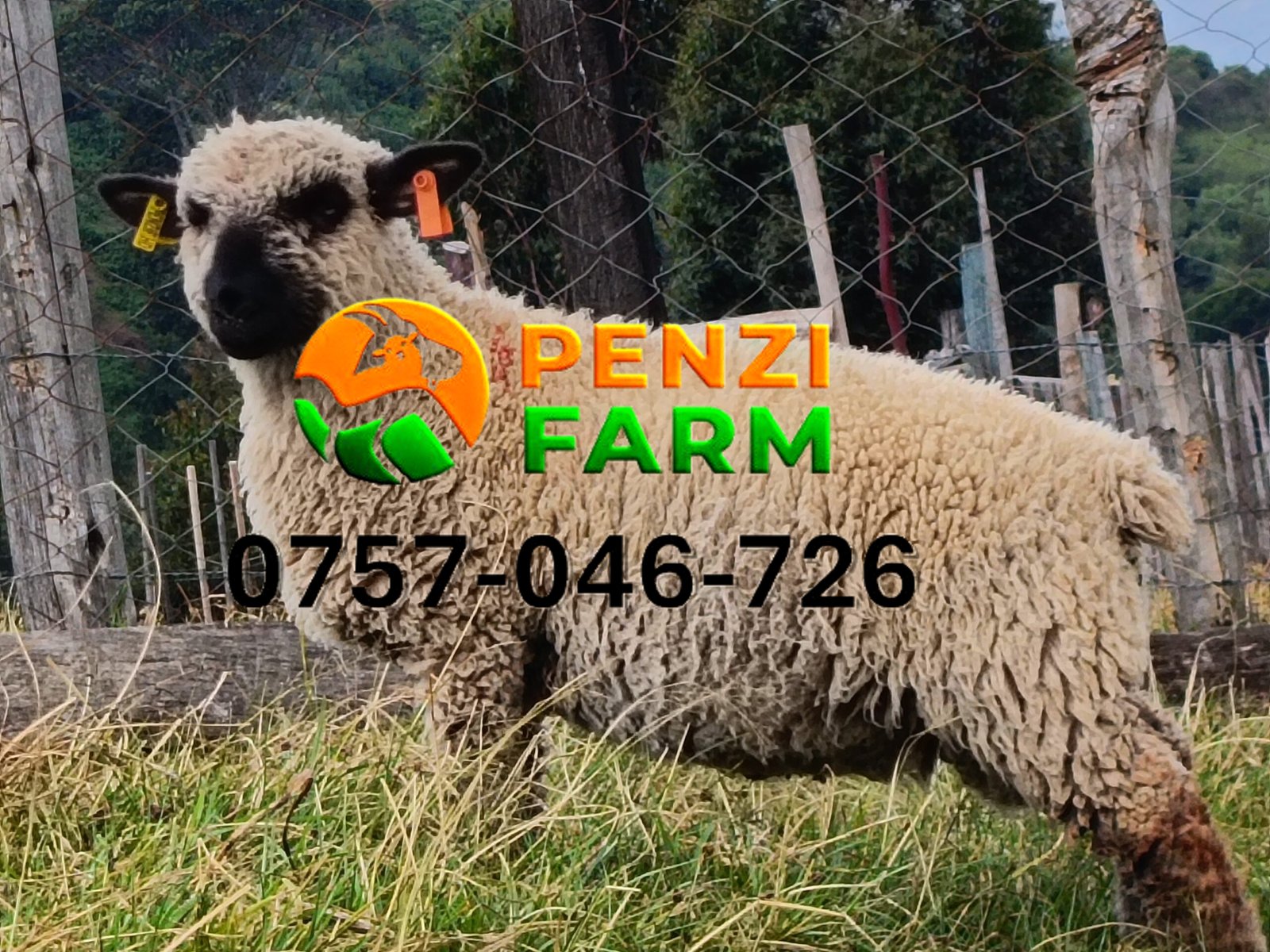 PENZIFH2610