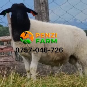 PENZIFD2609