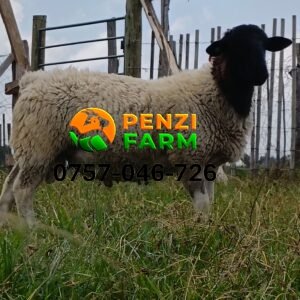 PENZIFD2526