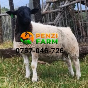 PENZIFD2529