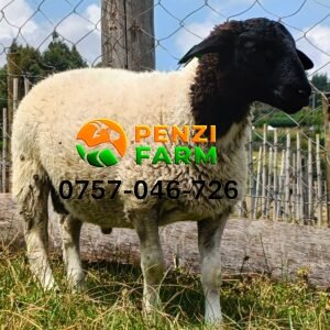 PENZIFD2606