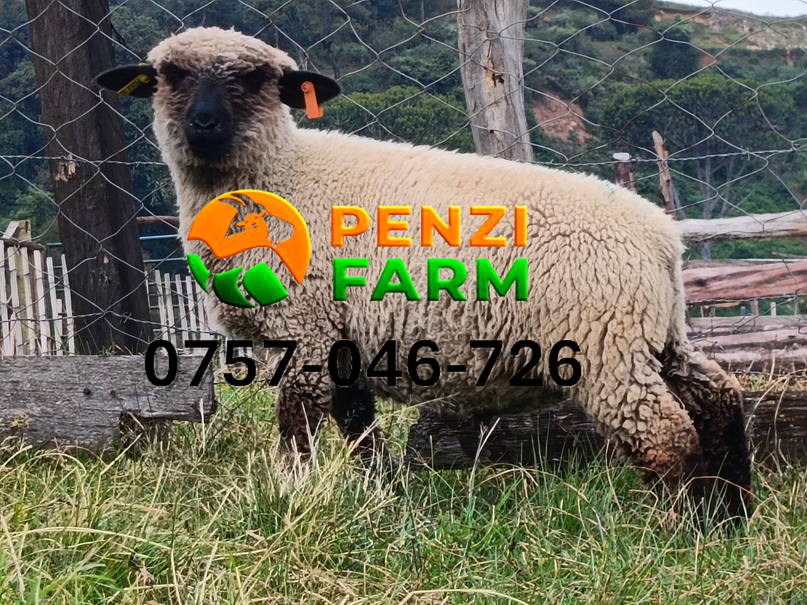 PENZIFH2618