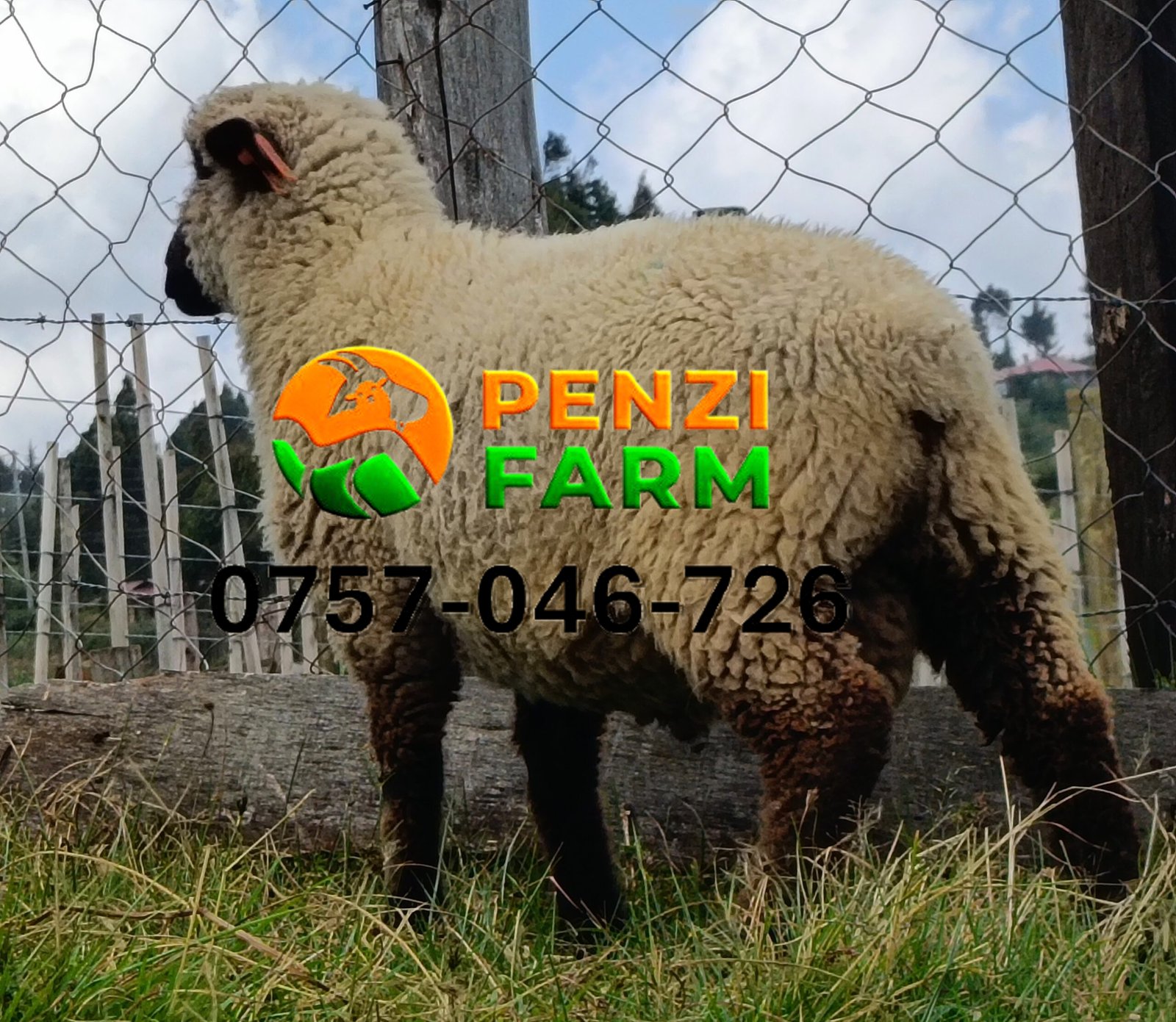PENZIFH2616 - Image 3