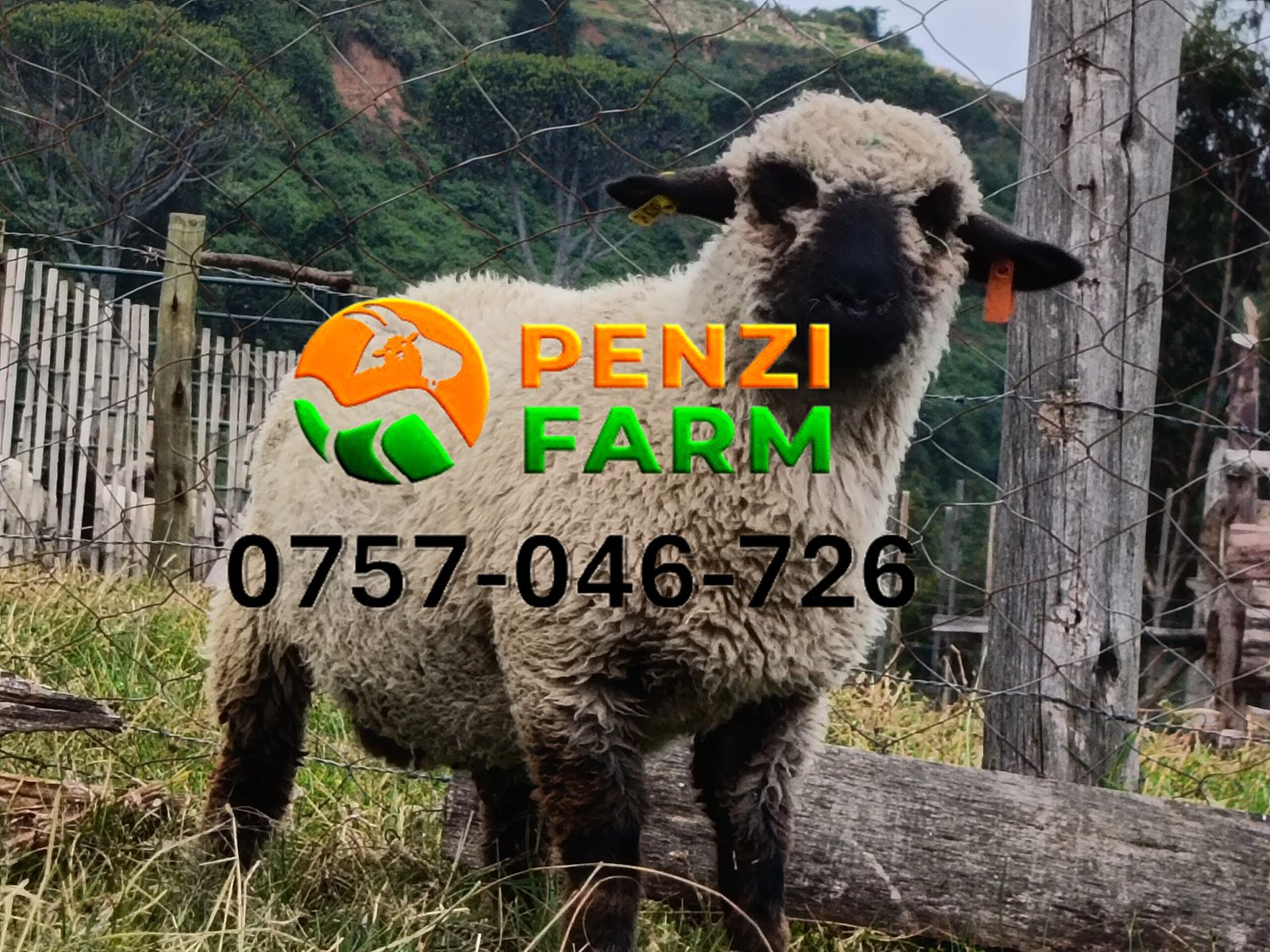 PENZIFH2616