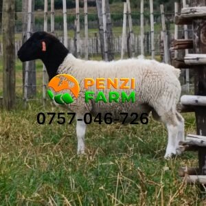 PENZIFD2608