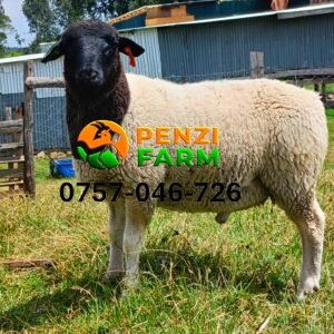 PENZIFD2605