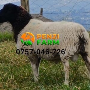 PENZIFD2525