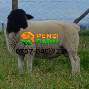 PENZIFD2602