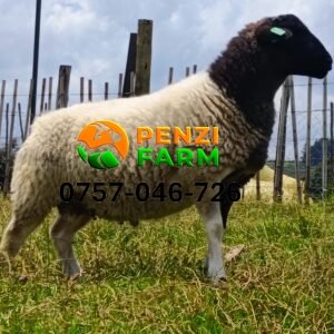 PENZIFD2601