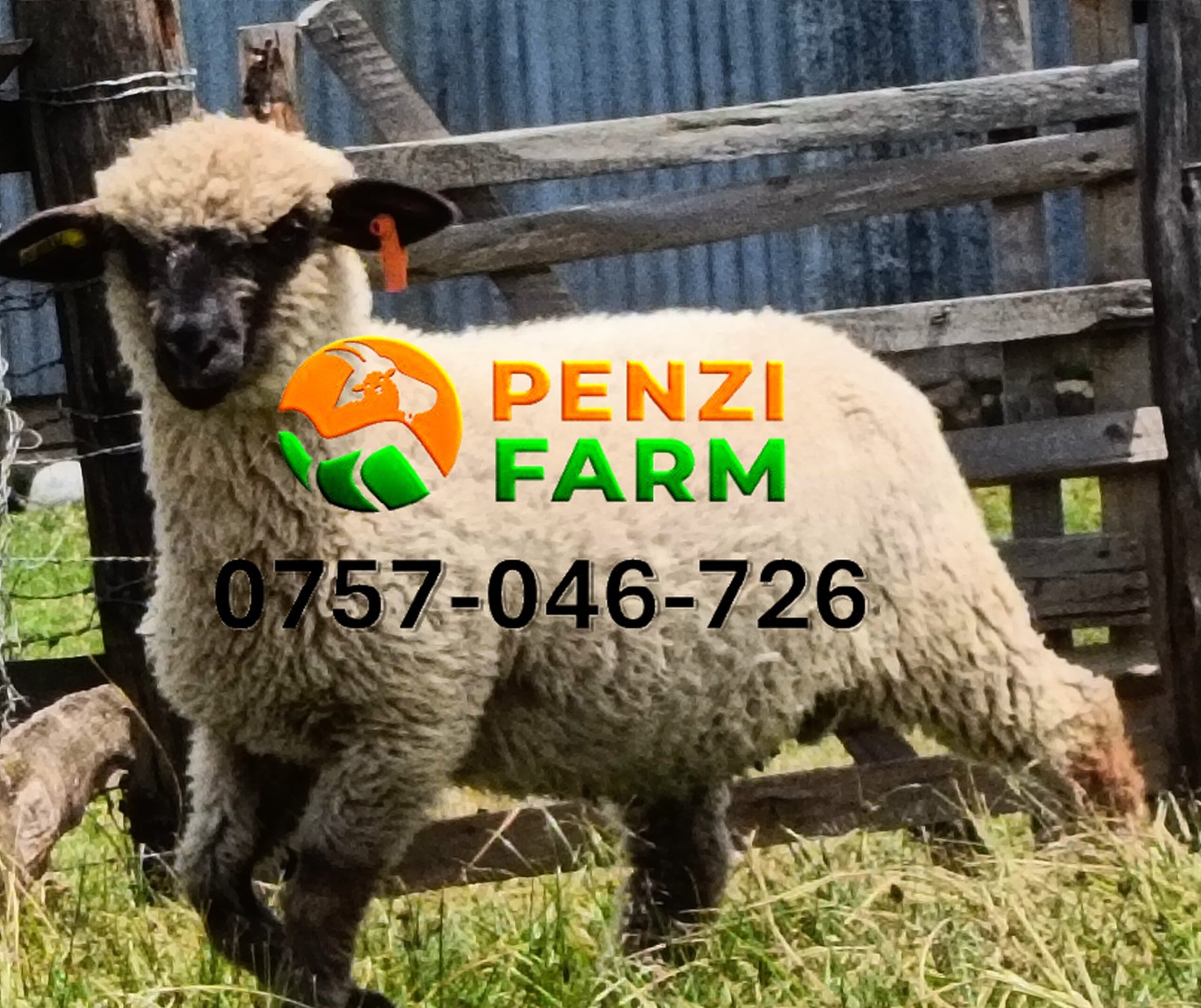 PENZIFH2621