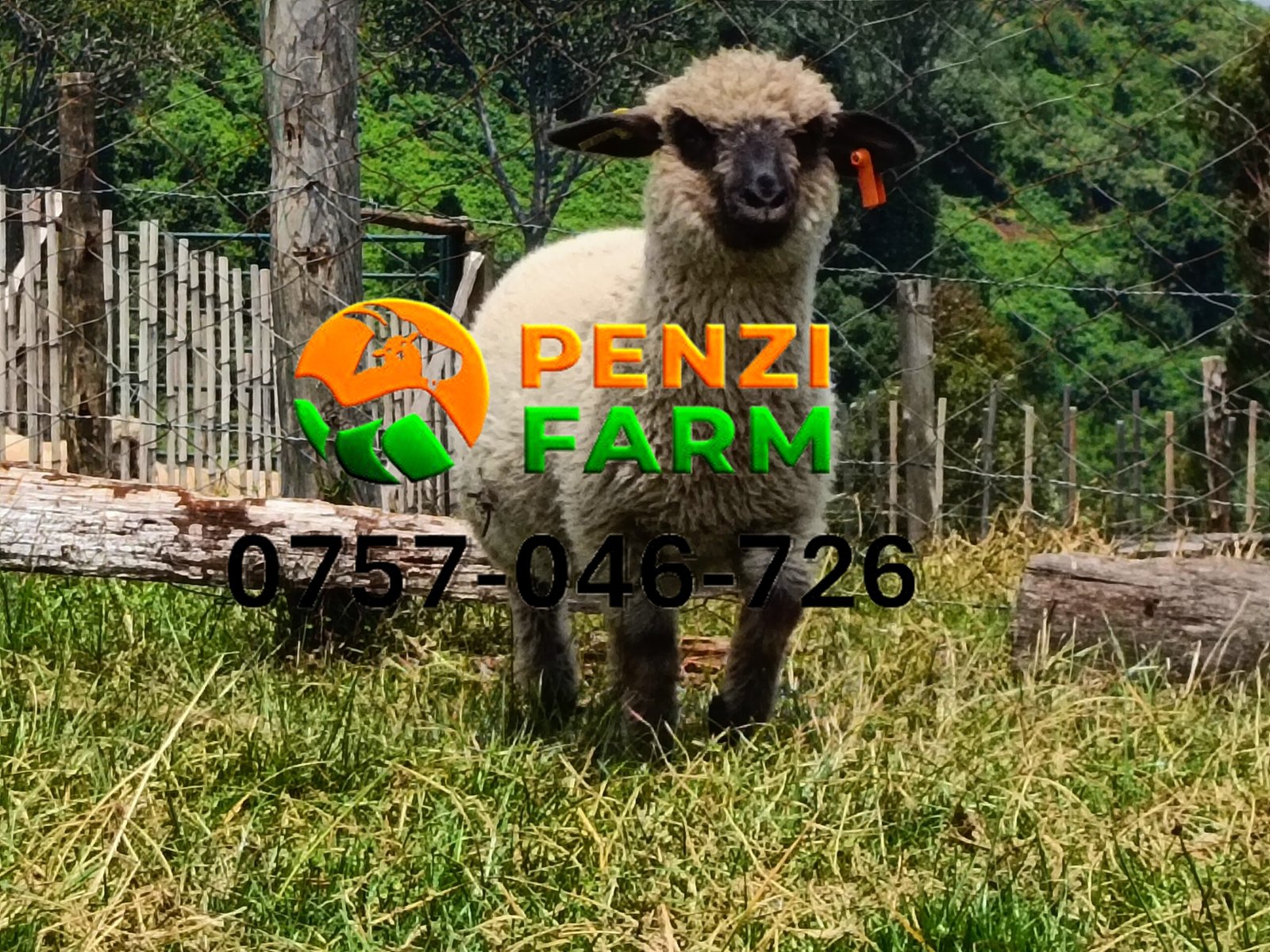 PENZIFH2621 - Image 3