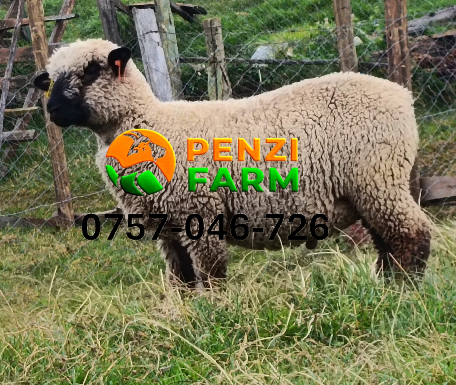 PENZIFH2607 - Image 3
