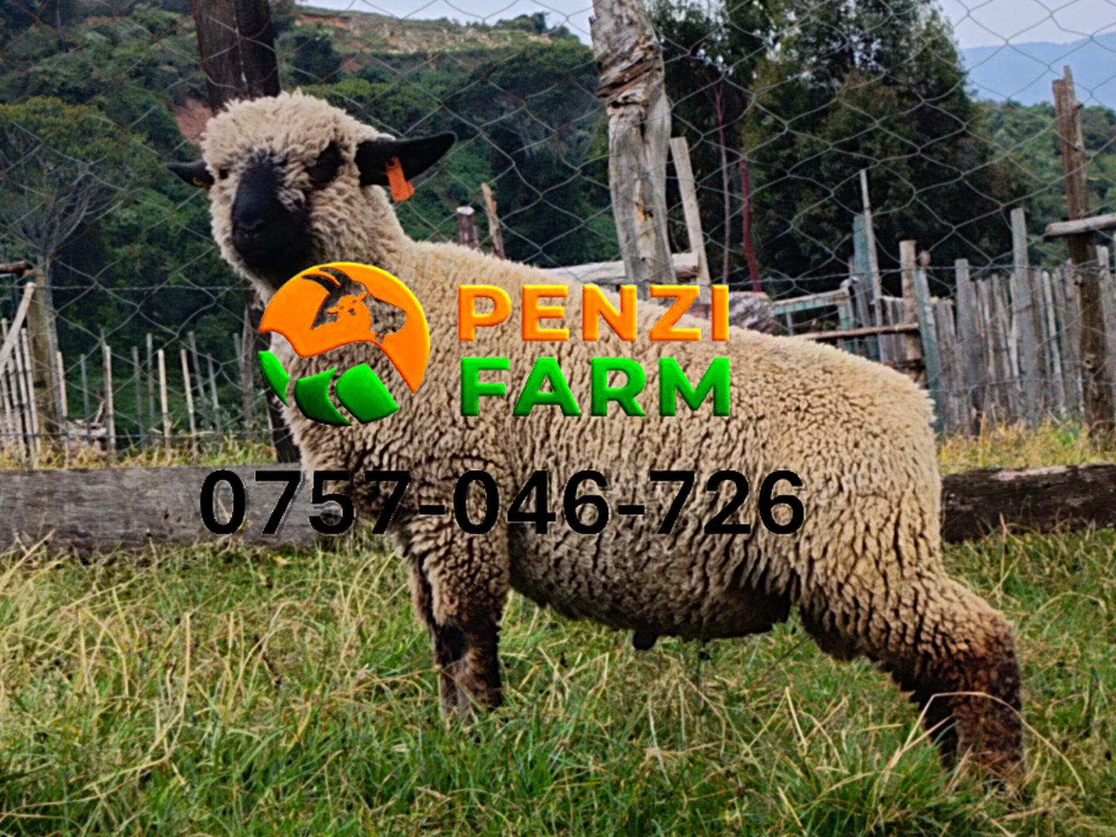 PENZIFH2607