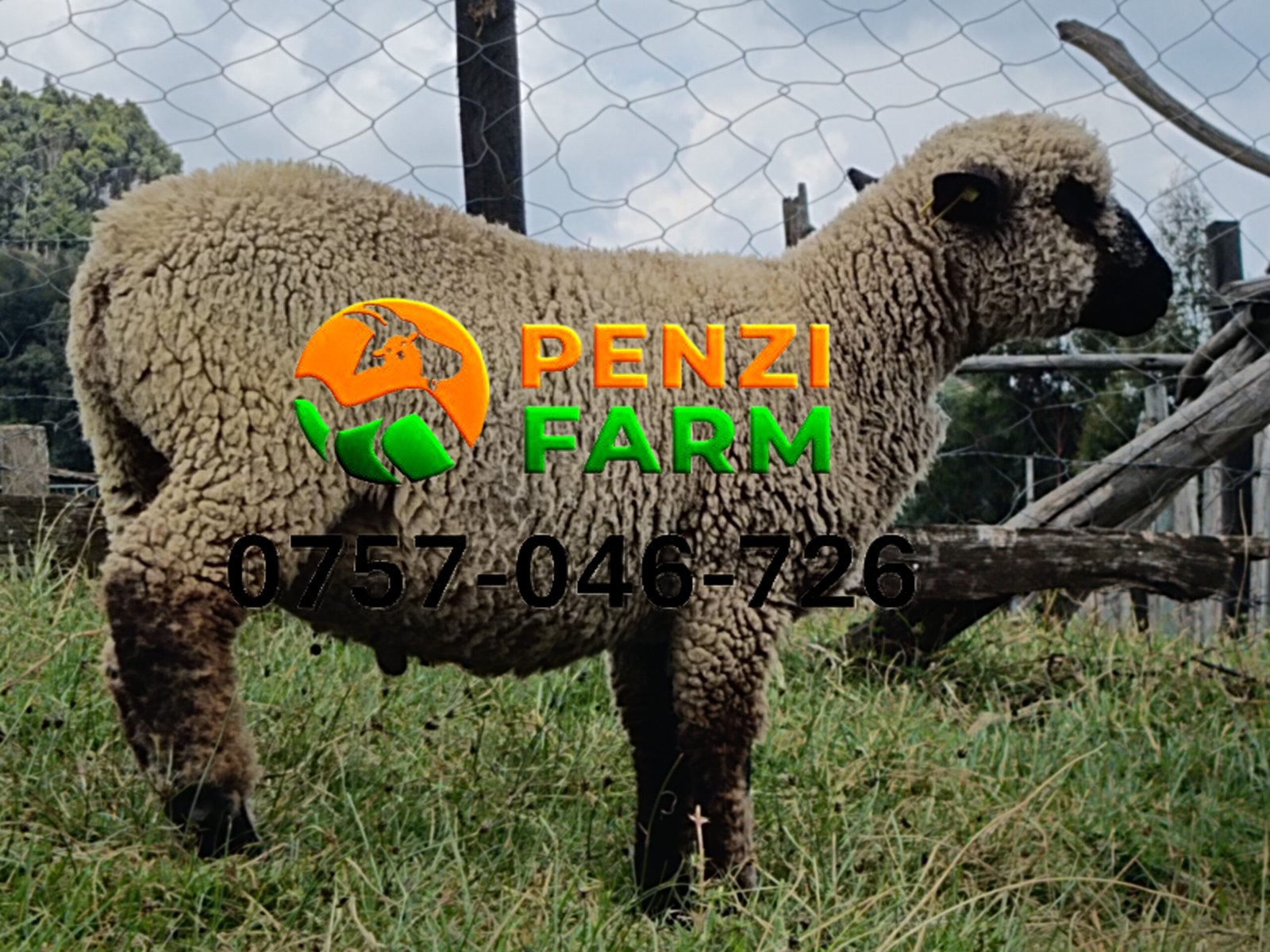 PENZIFH2609 - Image 3