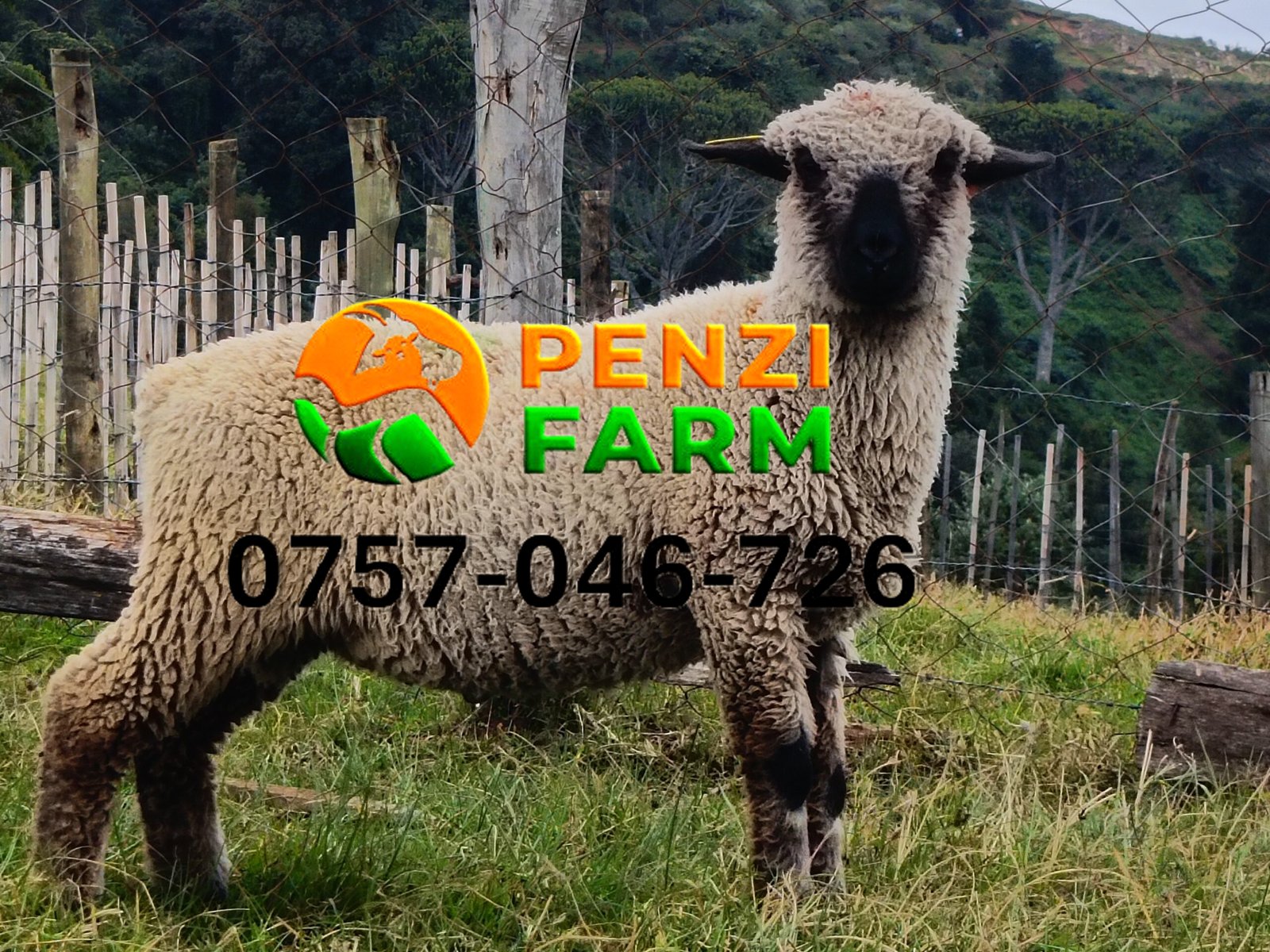 PENZIFH2609