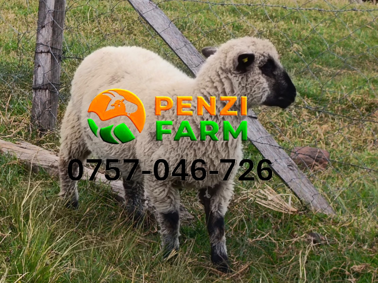 PENZIFH2602