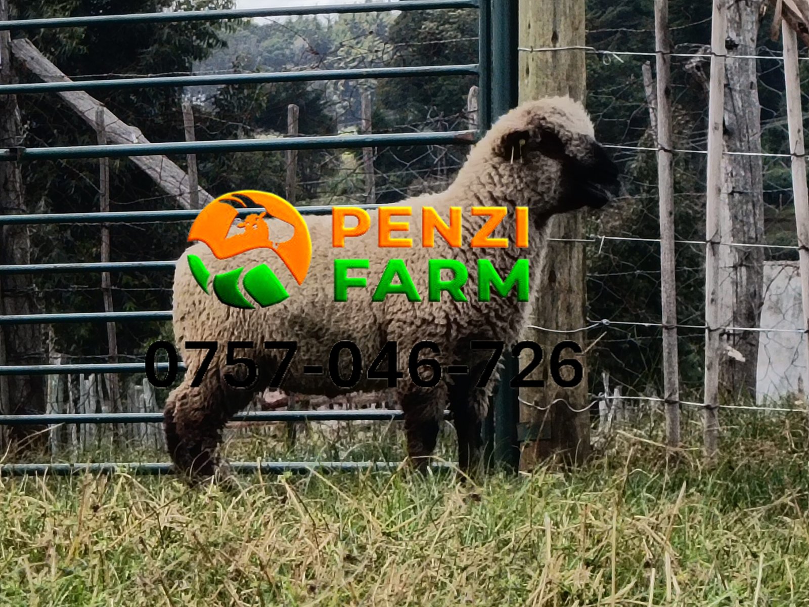 PENZIFH2563 - Image 3