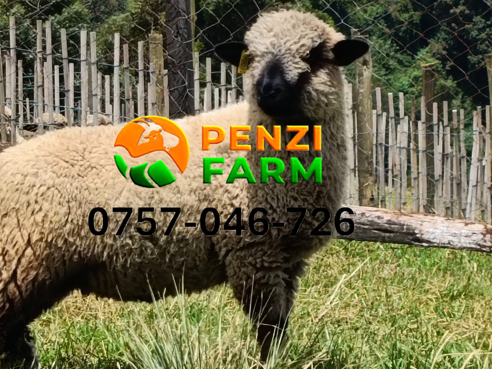 PENZIFH2563