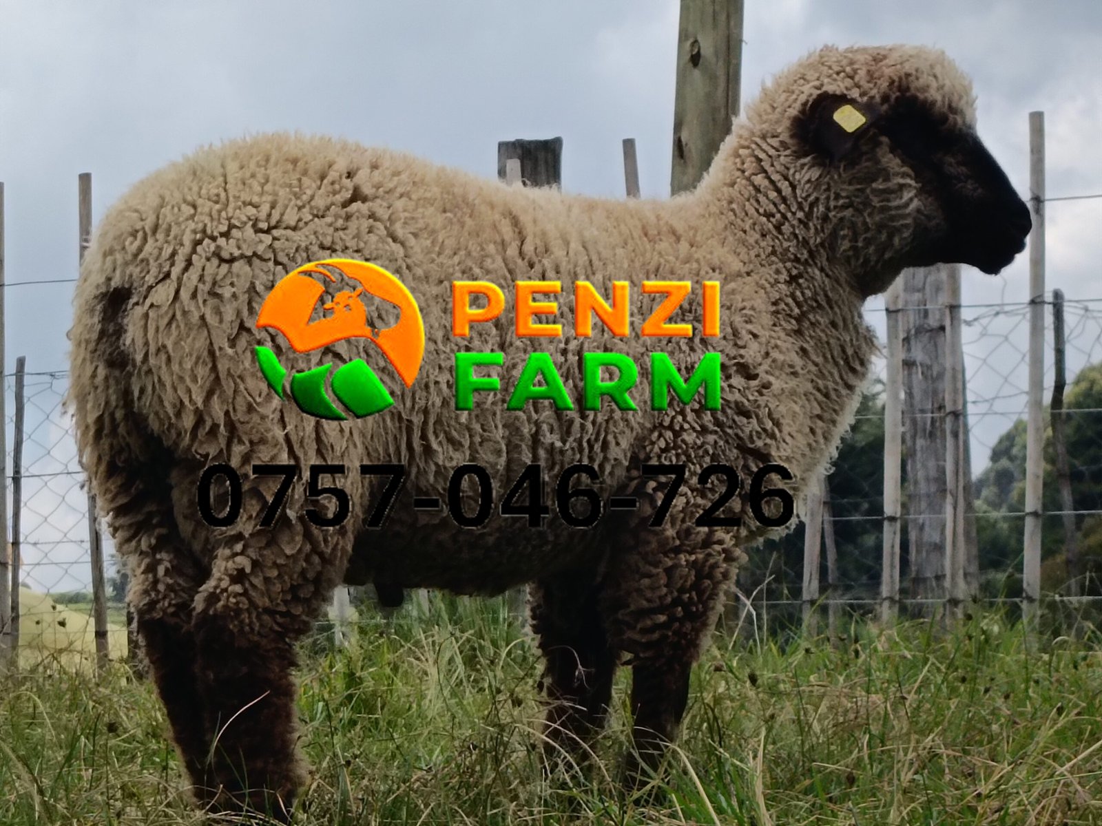 PENZIFH2605