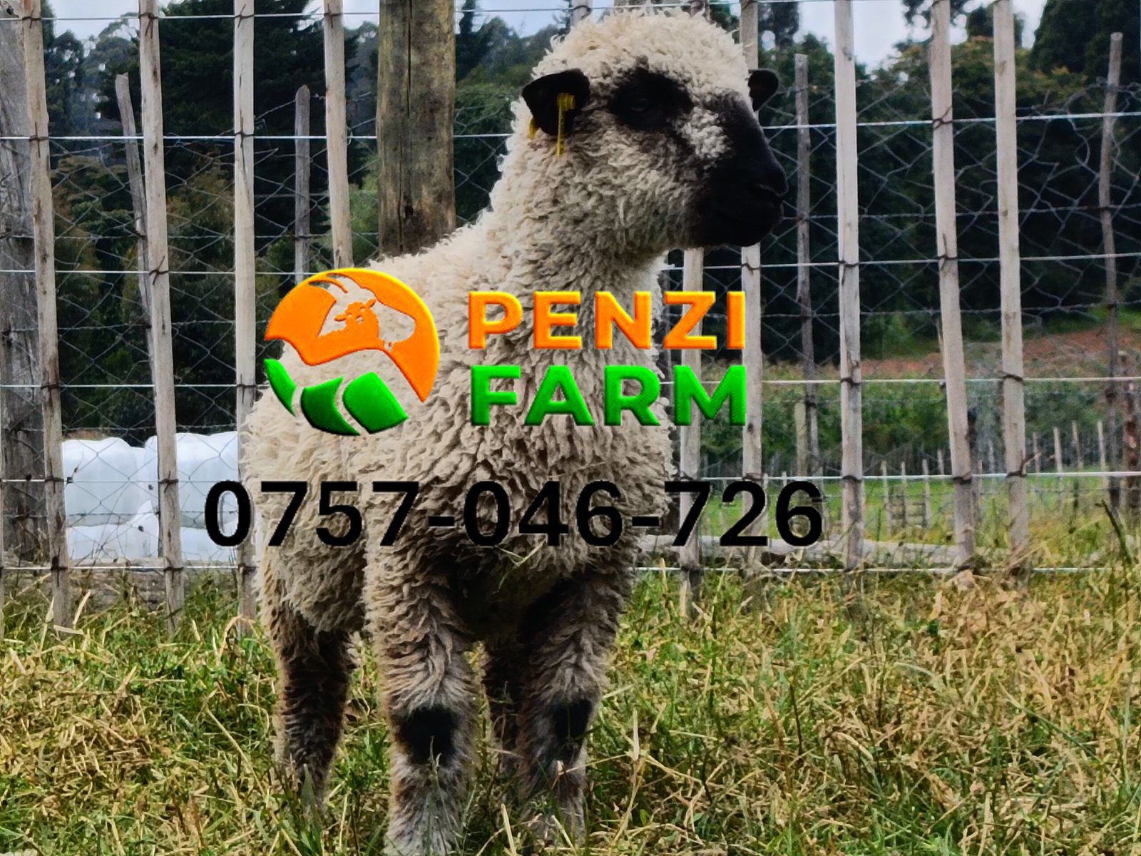 PENZIFH2654